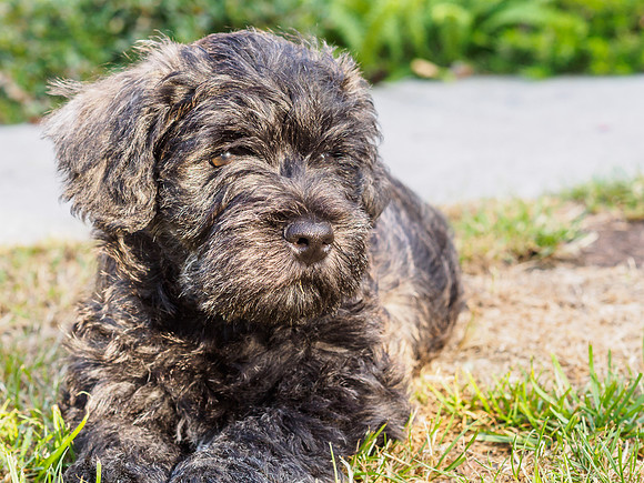 20180712-Dogs-EM520371