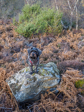 Archie's Rock