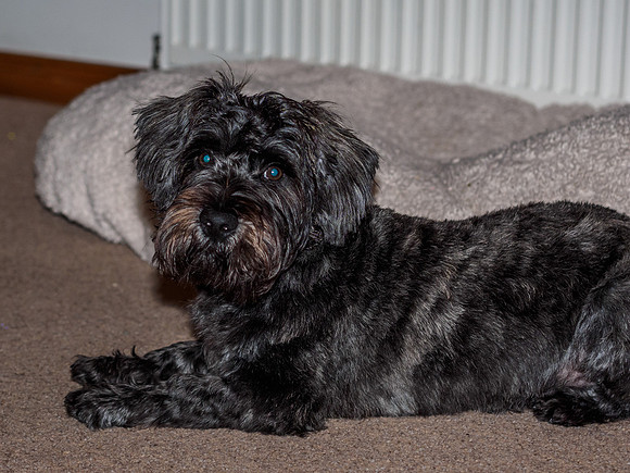 Archie's New Haircut