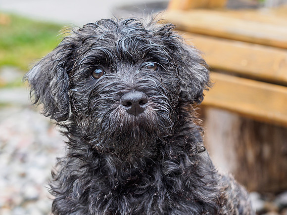 Soggy Doggie