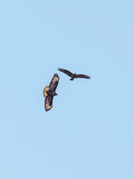 Common Buzzard (Buteo buteo)