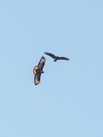 Common Buzzard (Buteo buteo)