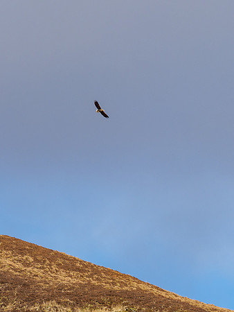 White-tailed Eagle (Haliaeetus albicilla)