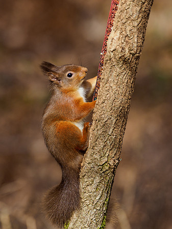 Red Squirrel (Sciurus vulgaris)