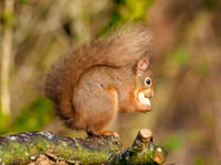 Red Squirrel