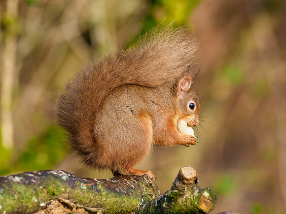 Red Squirrel