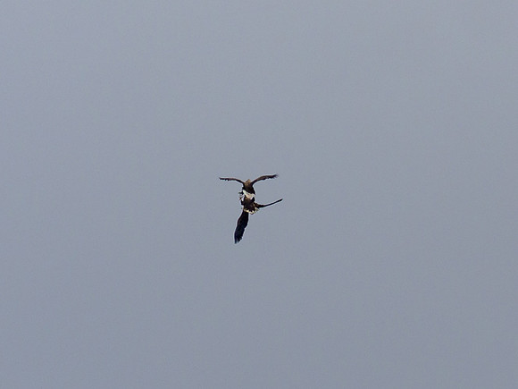 White-tailed Eagle (Haliaeetus albicilla)