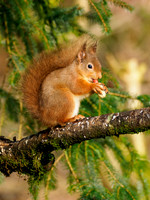 Red Squirrel