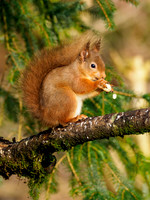 Red Squirrel