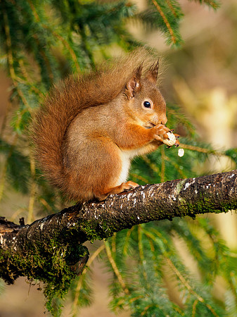 Red Squirrel