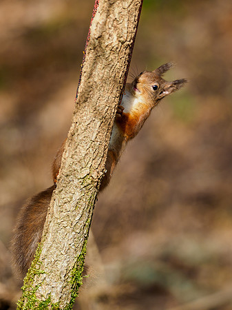 Red Squirrel (Sciurus vulgaris)