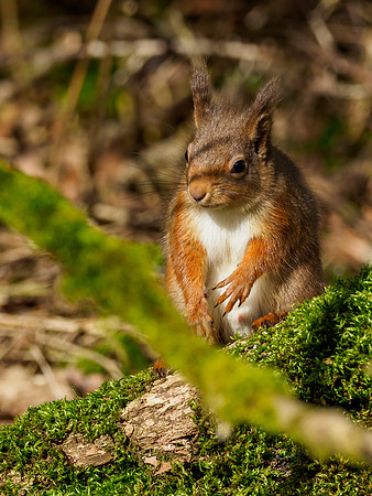Red Squirel (Sciurus vulgaris)