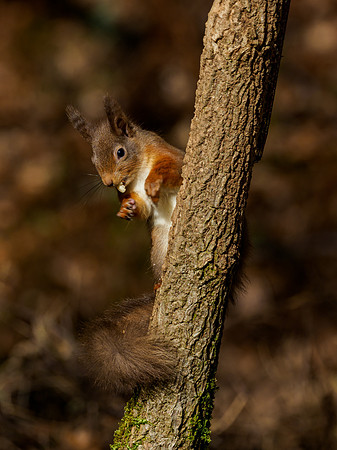 Red Squirel (Sciurus vulgaris)