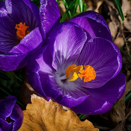 Spring Crocus