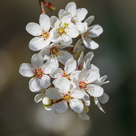 20220326-Garden-EM120847-Edit