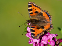 Small Tortoiseshell Butterfly (Aglais urticae)