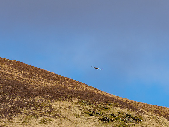 White-tailed Eagle (Haliaeetus albicilla)