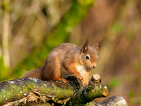 Red Squirrel
