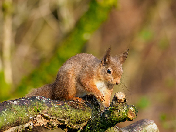Red Squirrel
