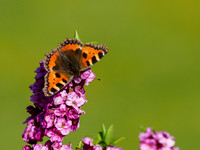 Small Tortoiseshell Butterfly (Aglais urticae)