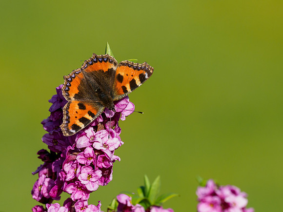 Small Tortoiseshell Butterfly (Aglais urticae)