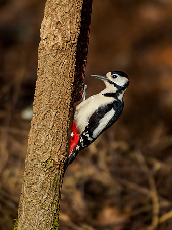 Great Spotted Woodpecker