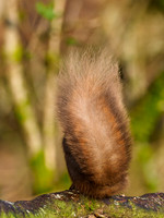 Red Squirrel in Hiding