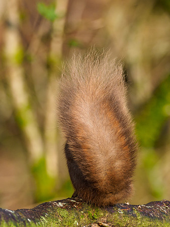Red Squirrel in Hiding