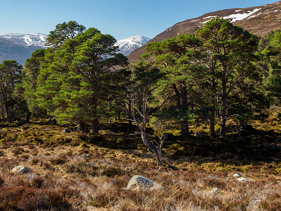 20220320-Glen Cannich-EM120387
