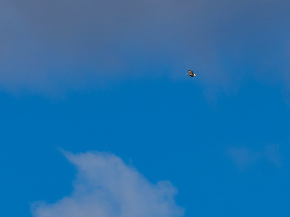 White-tailed Eagle (Haliaeetus albicilla)