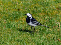 Pied Wagtail (Motacilla alba)
