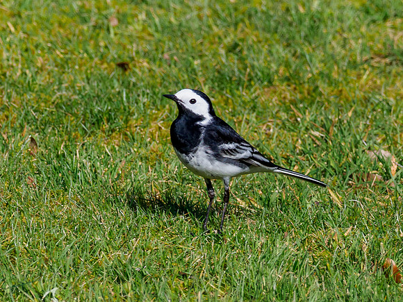 Pied Wagtail (Motacilla alba)