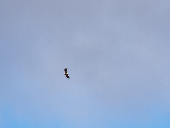 White-tailed Eagle (Haliaeetus albicilla)