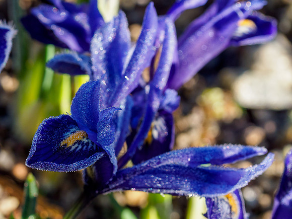 Frosted Iris
