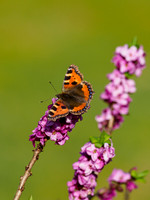 Small Tortoiseshell Butterfly (Aglais urticae)