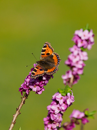 Small Tortoiseshell Butterfly (Aglais urticae)