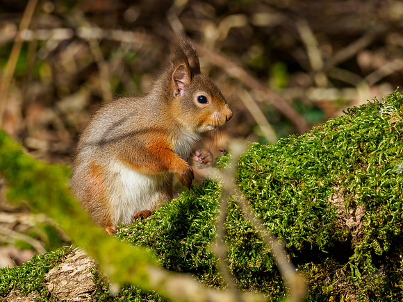 Red Squirel (Sciurus vulgaris)