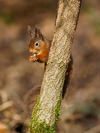 Red Squirrel (Sciurus vulgaris)