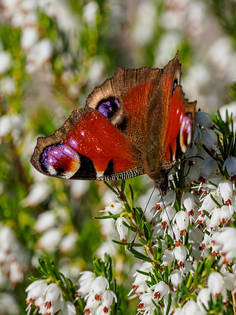 Peacock Butterfly (Inachis io)