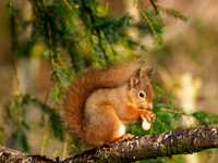 Red Squirrel
