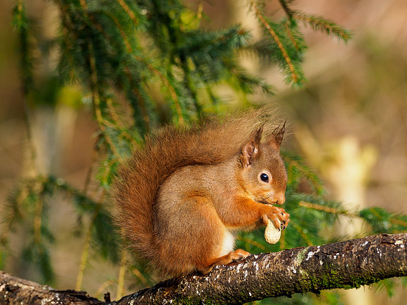 Red Squirrel