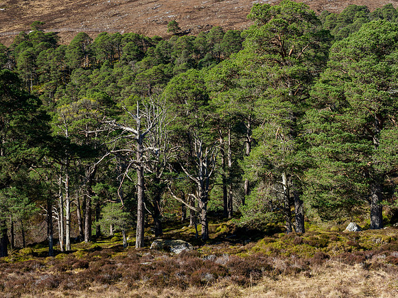 20220320-Glen Cannich-EM120383