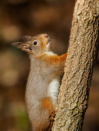 Red Squirel (Sciurus vulgaris)