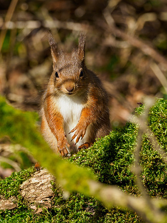 Red Squirel (Sciurus vulgaris)