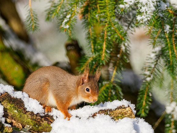 Snow Squirrel