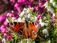 Peacock Butterfly (Inachis io)