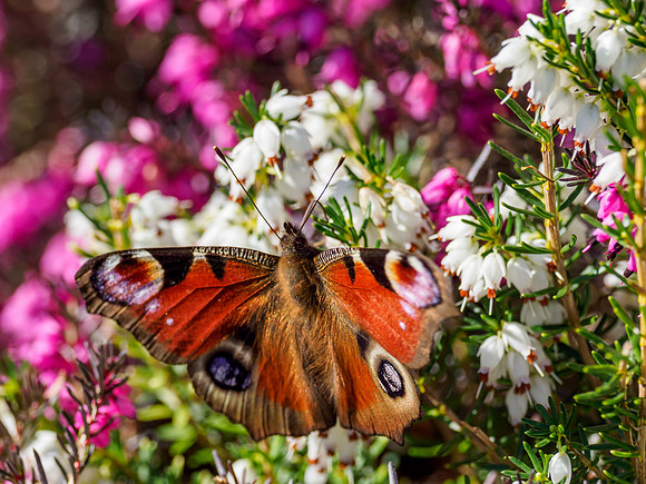 Peacock Butterfly (Inachis io)