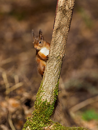 Red Squirrel (Sciurus vulgaris)