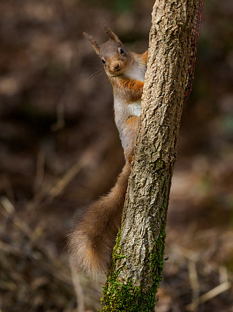 20220304-Red Squirrel-EM129087