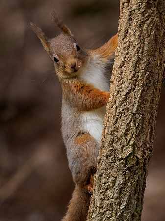 20220304-Red Squirrel-EM129083